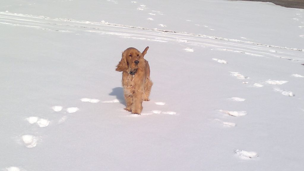 Healthy dog walks by walking in snow to build balance, core stability and overall strength.