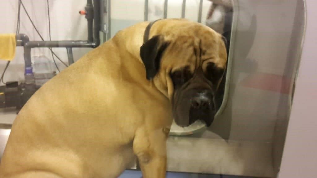 Overweight dog. A young bullmastiff on a rehabilitation session working with balance, coordination and muscle control.