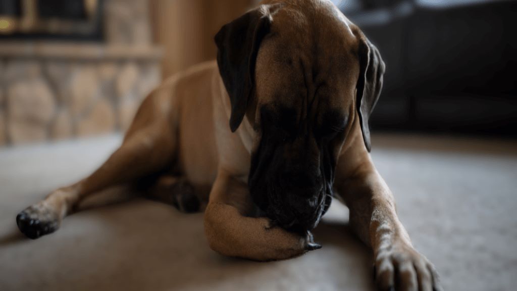 When your dog is in pain. Excessive licking or biting can indicate underlying joint issues or referred pain. Monitoring for repetitive behavior or changes in movement can help identify hidden pain early.