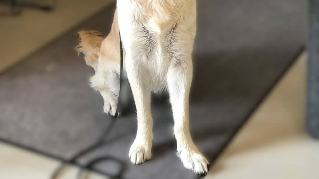 small signs that might mean the dog has an issue