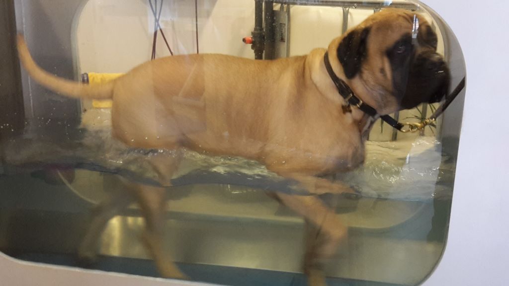 an overweight bullmastiff who goes from obese to fit and healthy.