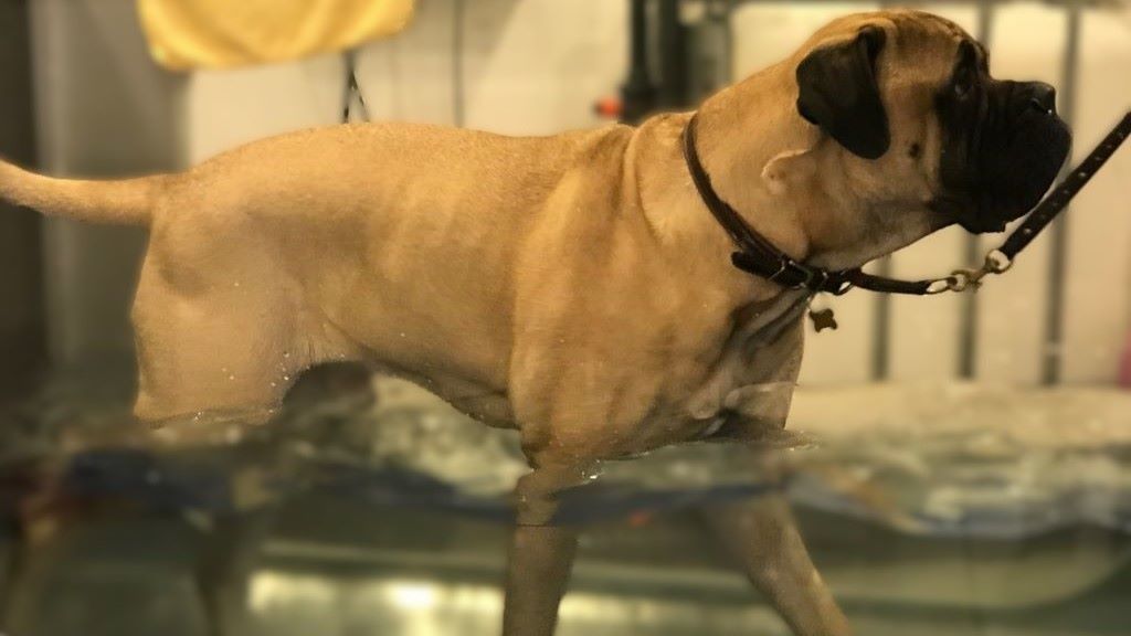 Overweight dog. A young Bullmastiff from 76kg to fit and healthy with 53 kg,