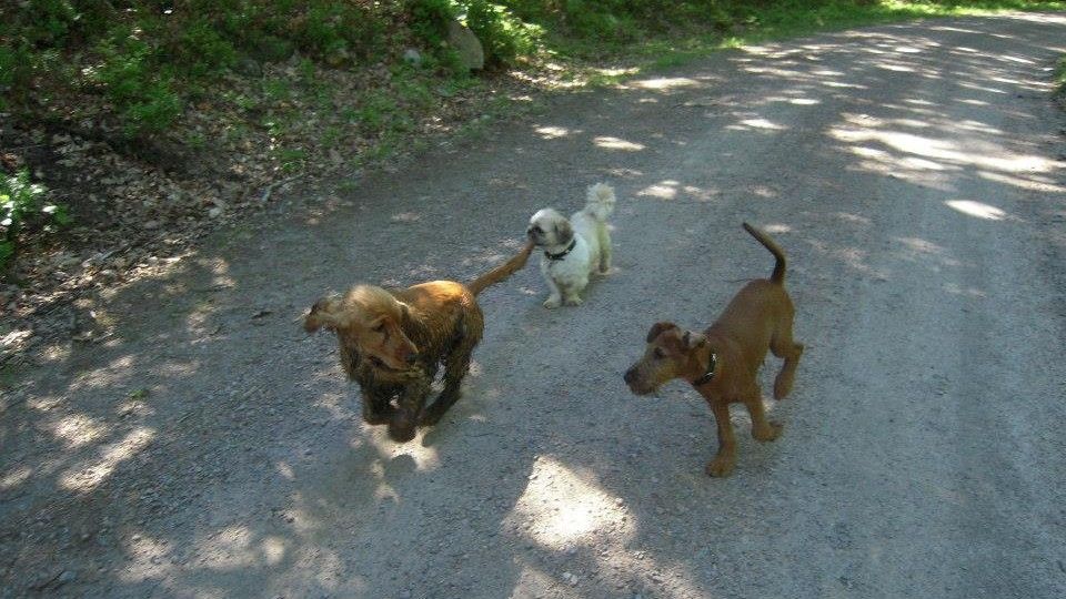 Dogs are built for forward motion in the sagittal plane — smooth, efficient, and balanced.