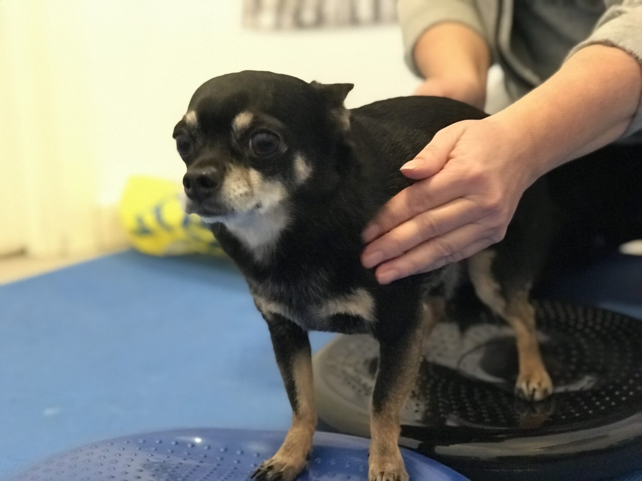 standing dog with diagonal pressure to engage core and stabilisers-dog big forgotten psoas muscle among others.