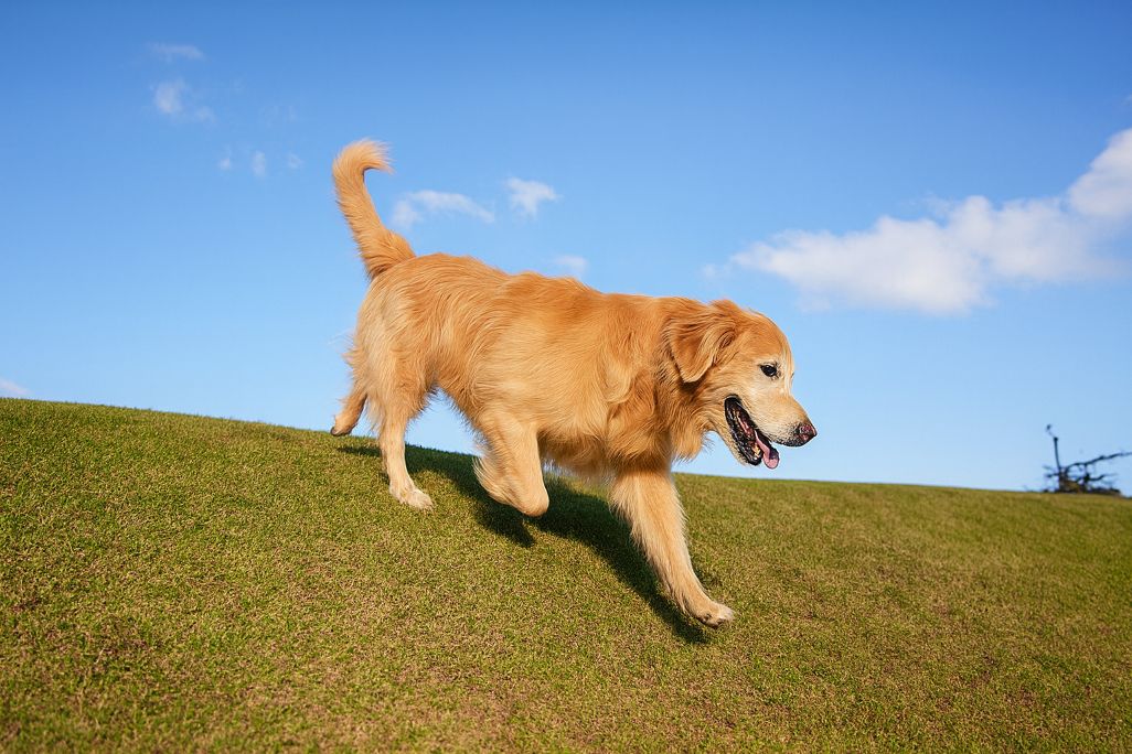 A golden retriever walking down a grassy slope with controlled movement, demonstrating balance and coordination during stair walking in dogs and slope descent.