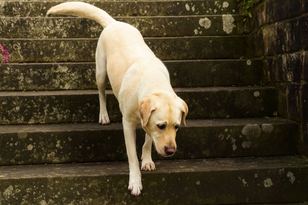 A medium-sized dog walking down stairs, showing weight-bearing on the front limbs and coordination through the spine and pelvis.