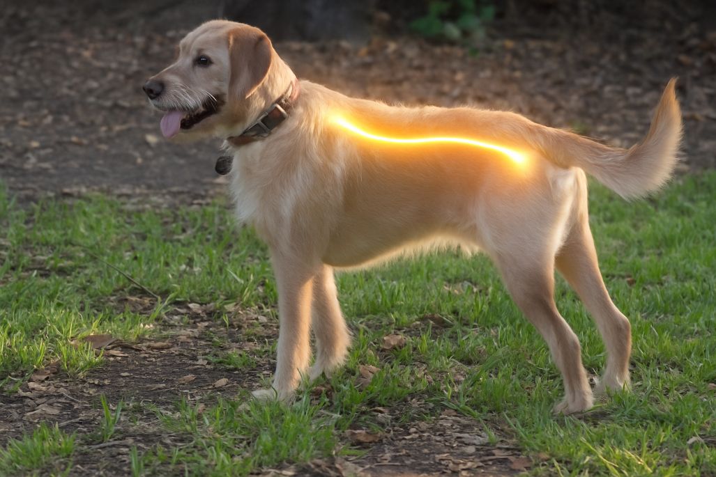 Dog standing outdoors with a gentle glowing line along its lower back, illustrating where pinched nerves in dogs can occur.