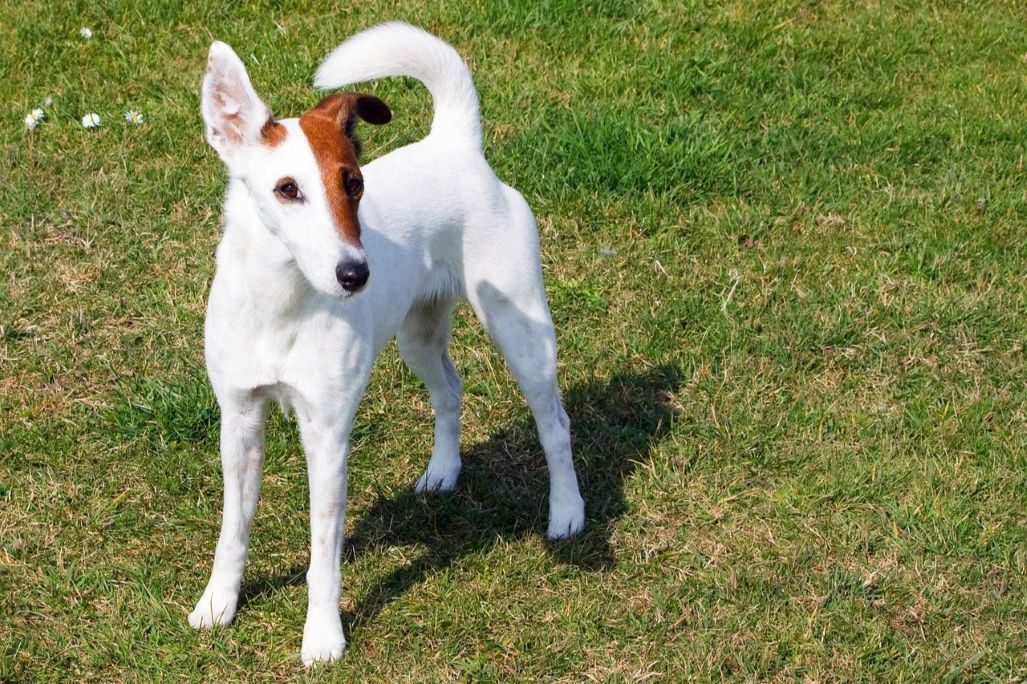 Terrier standing with an attentive posture on grass, looking off to the side.