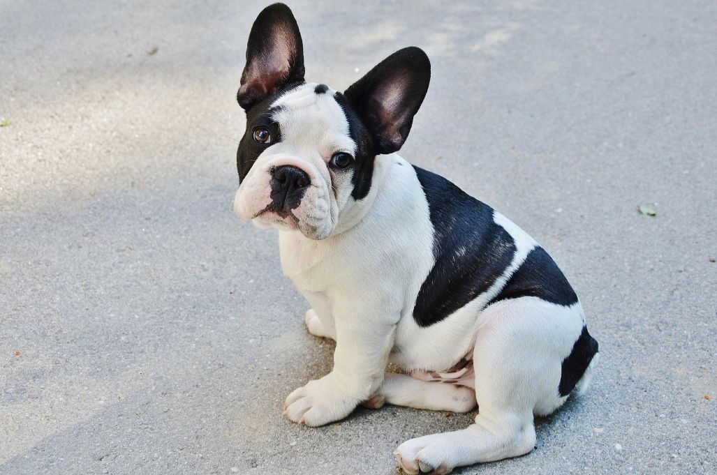 Black-and-white French Bulldog sitting slightly to one side, illustrating a posture sometimes linked to pinched nerves in dogs.