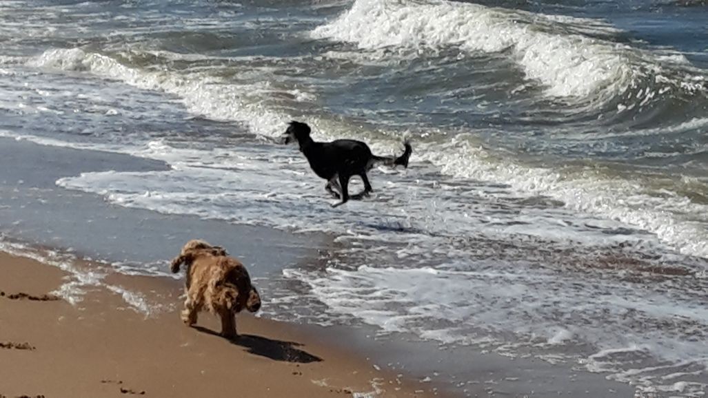 Two dogs having great fun playing on the beach. weekend warrior dogs