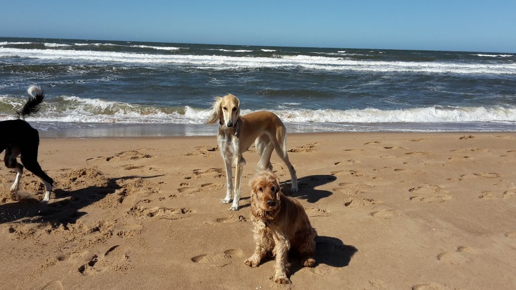 Resting after play-weekend warrior dogs