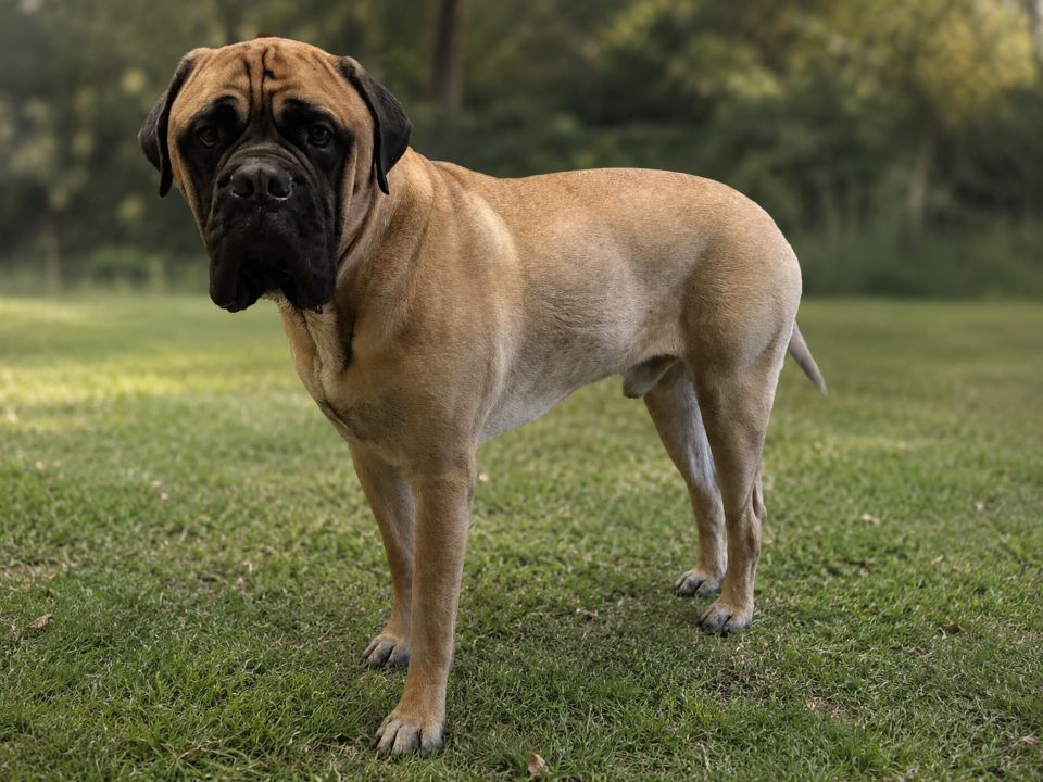Large fawn mastiff-type dog standing indoors, showing an uneven stance with the front legs placed forward and the hind legs positioned slightly under the body, as part of learning to recognize early changes in your dog’s movement.